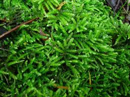 Attēlu rezultāti vaicājumam “Eurhynchium angustirete sporophyte”