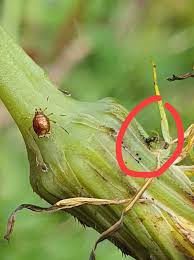 Attēlu rezultāti vaicājumam “Drepanosiphum platanoidis exuvia”