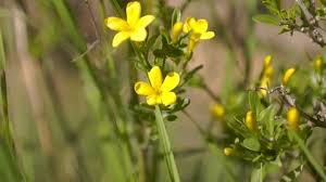 Attēlu rezultāti vaicājumam “Saxifraga cymbalaria flower”