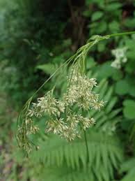 Attēlu rezultāti vaicājumam “Luzula luzuloides”