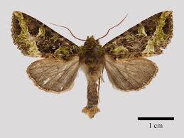 Attēlu rezultāti vaicājumam “Noctuidae”