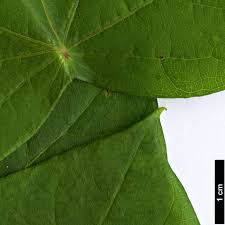 Attēlu rezultāti vaicājumam “Menispermum dauricum leaf”