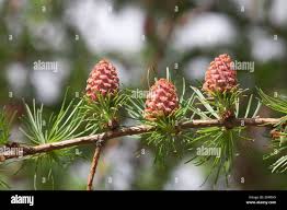 Attēlu rezultāti vaicājumam “Larix decidua var. polonica”