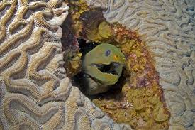 Image result for Gymnothorax funebris