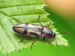 Attēlu rezultāti vaicājumam “Selatosomus cruciatus”