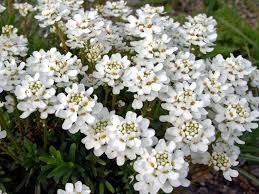 Image result for Schleifenblume