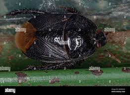 Attēlu rezultāti vaicājumam “Cydnidae”