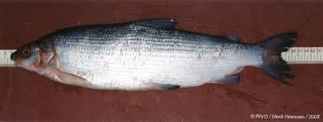 Image result for Coregonus lavaretus