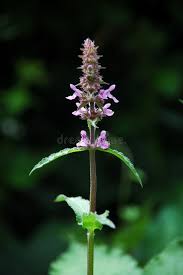 Attēlu rezultāti vaicājumam “Stachys palustris flower”