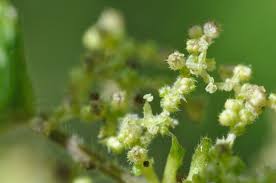 Attēlu rezultāti vaicājumam “Carex dioica male flower”