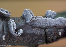 Attēlu rezultāti vaicājumam “Physarum bivalve young”