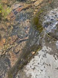 Attēlu rezultāti vaicājumam “Lemanea fluviatilis”