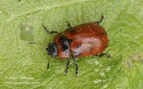 Attēlu rezultāti vaicājumam “Gonioctena viminalis”