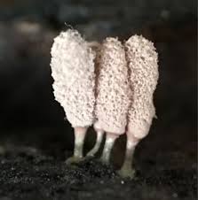 Attēlu rezultāti vaicājumam “Arcyria minuta”