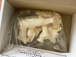 「ナンシー・幕張」の画像検索結果