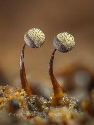 Attēlu rezultāti vaicājumam “Cribraria purpurea macro”