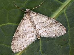 Attēlu rezultāti vaicājumam “Cribraria intricata macro”