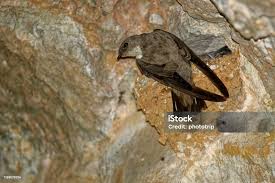 Image result for Ptyonoprogne rupestris
