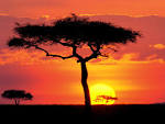 Sunset Trees Wallpaper - Beach Wallpapers