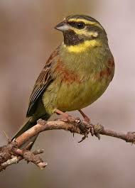 Image result for Emberiza cirlus