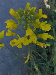 Attēlu rezultāti vaicājumam “Brassica napus”