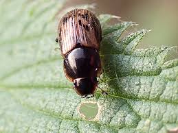 Attēlu rezultāti vaicājumam “Aphodius sp.”