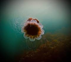 Image result for East Cheshire Sub-Aqua Club