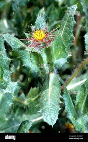 Image result for Cnicus benedictus