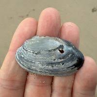 Attēlu rezultāti vaicājumam “Unio crassus”