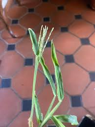 Attēlu rezultāti vaicājumam “Digitaria ischaemum leaf”