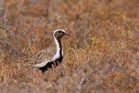 Attēlu rezultāti vaicājumam “Pluvialis apricaria”