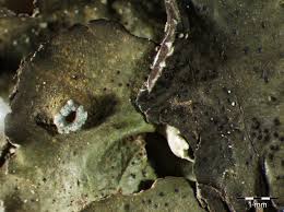 Attēlu rezultāti vaicājumam “Pleurosticta acetabulum”