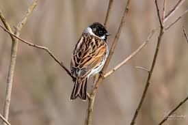 Attēlu rezultāti vaicājumam “Emberiza schoeniclus male”