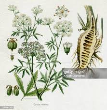 Attēlu rezultāti vaicājumam “Cicuta virosa leaf”