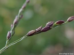 Attēlu rezultāti vaicājumam “Digitaria ischaemum leaf”