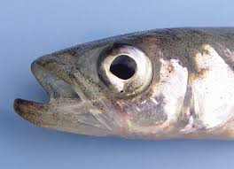 Image result for Osmerus mordax