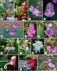 Attēlu rezultāti vaicājumam “Balsaminaceae”