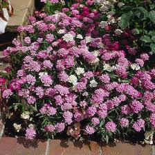 Image result for Iberis umbellata