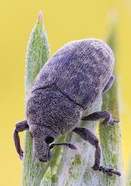 Attēlu rezultāti vaicājumam “Larinus sp.”