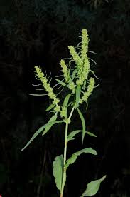 Attēlu rezultāti vaicājumam “Rumex maritimus”