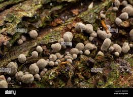 Attēlu rezultāti vaicājumam “Phleogena faginea young”