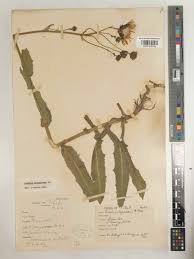 Attēlu rezultāti vaicājumam “Sonchus arvensis subsp. uliginosus flower”