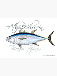 Image result for Thunnus atlanticus