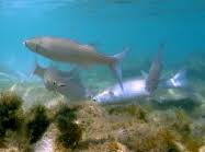 Image result for Liza aurata