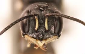 Attēlu rezultāti vaicājumam “Crabronidae”