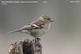 Attēlu rezultāti vaicājumam “Fringilla coelebs female”