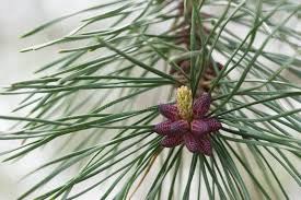 Attēlu rezultāti vaicājumam “Pinus ponderosa fruit”