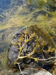 Attēlu rezultāti vaicājumam “Najas marina leaf”