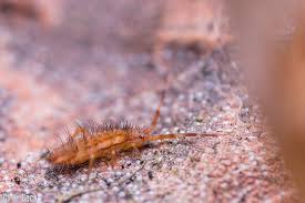 Attēlu rezultāti vaicājumam “Orchesella flavescens”