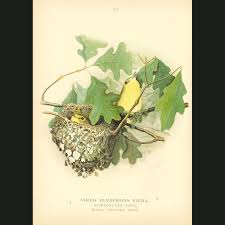 Image result for Vireo flavifrons